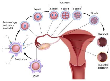 CHILD DEVELOPMENT IN THE WOMB